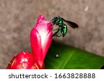 Colorful orchid bee or Exaerete on a red tropical flower. Amazing Brazil fauna. Euglossini family.