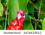 Colorful orchid bee or Exaerete on a red tropical flower. Amazing Brazil fauna. Euglossini family.