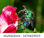 Colorful orchid bee or Exaerete on a red tropical flower. Amazing Brazil fauna. Euglossini family.