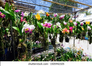 Colorful Orchids At Chatuchak Market