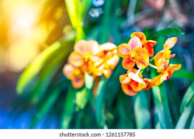 Colorful Orchids Floral Flower On Blurred Bokeh Bight Light On Green Tree Nature.