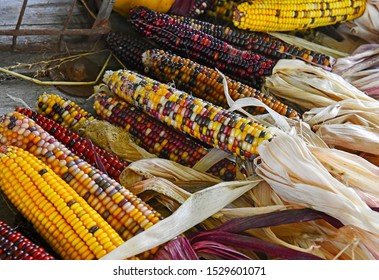 Colorful ornamental corn also known as Indian corn in the autumn harvest season