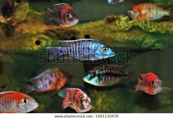 Colorful of\
ornamental fish, African cichlids (Malawi Peacock) in fish tank.\
Aulonocara is endemic to Lake Malawi. it is freshwater fish,\
African cichlids in Cichlidae\
family.