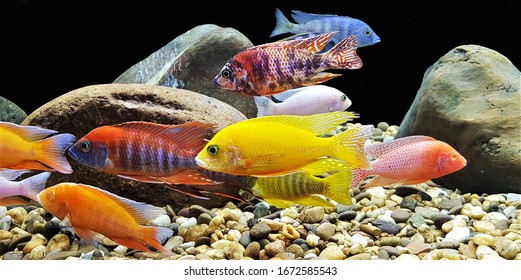 The colorful of ornamental fish, Malawi Peacock in fish tank. Aulonocara is endemic to Lake Malawi. it is freshwater fish, African cichlids in Cichlidae family.