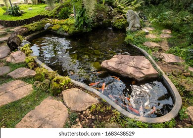 Colorful Ornamental Fishes Comet Swim In A Garden Pond