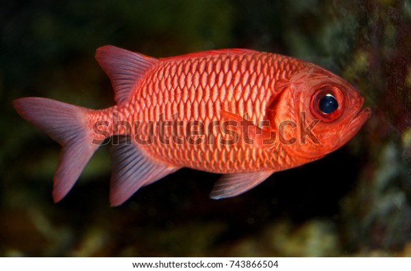 Colorful of ornamental  marine fish. The Big Eye\
Black Bar Soldierfish,Red soldierfish, Sargocentron\
rubrum,Holocentridae family, is one of the popular fish to show in\
marine aquarium tank.