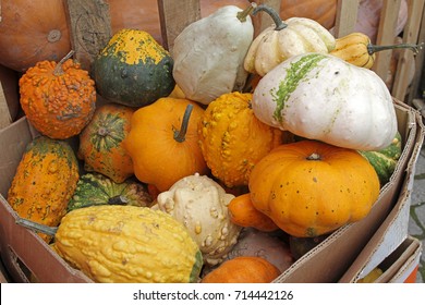 Colorful ornamental pumpkins, gourds and squashes for Halloween holiday.  - Powered by Shutterstock