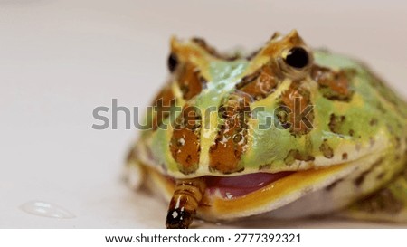 A colorful Pacman frog captures and eats a mealworm in a detailed macro shot.
