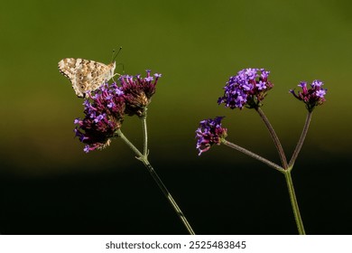 Colorful painted lady butterfly sitting on a purpletop verbena flower growing in a garden on a summer day. Blurry green and brown background. - Powered by Shutterstock