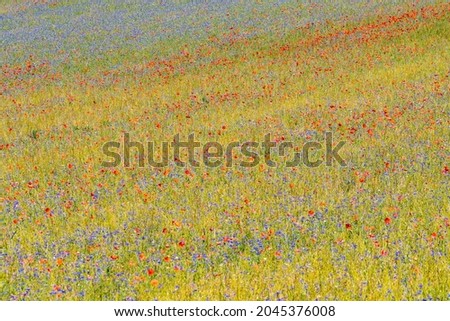 A colorful painting of flowers, like in a Monet painting