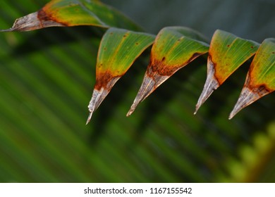 Colorful Palm Frond Closeup