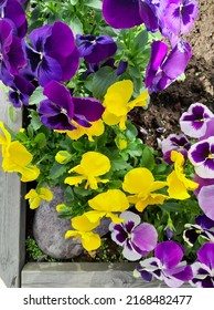 Colorful pansy in the flowerbox with stone and mold.