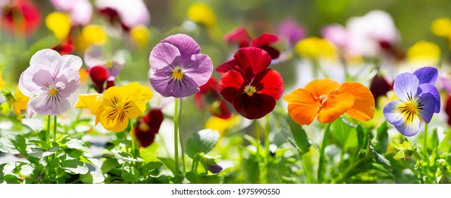 colorful pansy flowers in a garden on a green background