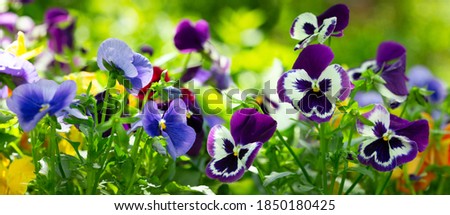  colorful pansy flowers in a garden on a green background