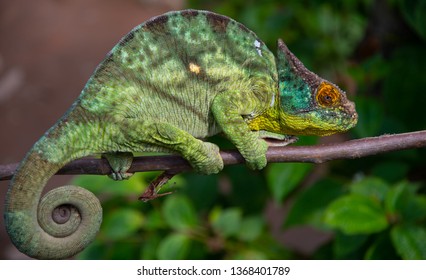 Chameleon Wild Trioceros Jacksonii Xantholophus Kikuyu Stock Photo ...