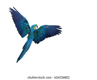 Colorful parrot flying with wings spread isolated on white