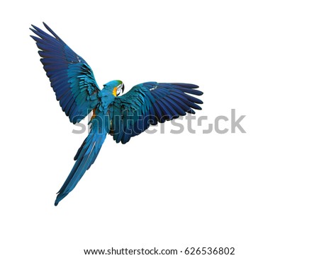 Colorful parrot flying with wings spread isolated on white
