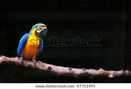colorful parrot isolated in black background