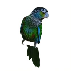 Colorful Parrot, Rounded Beak, Long Elegant Tail Behind, Avian, Head And Upper Body, Ethereal Macaw, Transparent Background, Flat Image, Head And Upper Body In Frame, Tropical Bird 