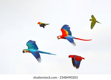 Colorful of Parrots flying in the sky. Free flying bird