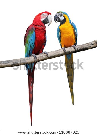 Colorful parrots saying isolated on white background.