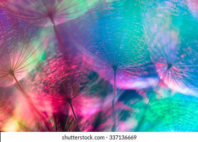 Colorful pastel background - Vivid color abstract dandelion flower - extreme closeup with soft focus, beautiful nature details, very shallow depth of field - Shutterstock ID 337136669