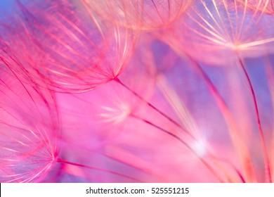 Colorful Pastel Background - Vivid Color Abstract Dandelion Flower - Extreme Closeup With Soft Focus, Beautiful Nature Details