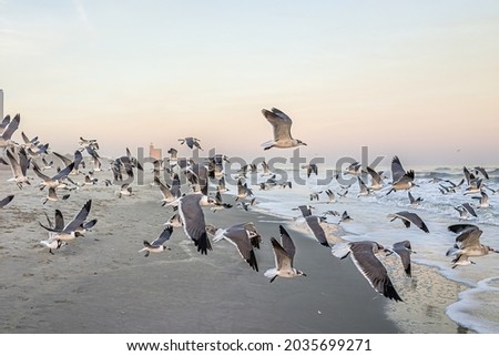 Similar – Seagulls at sunset by the sea