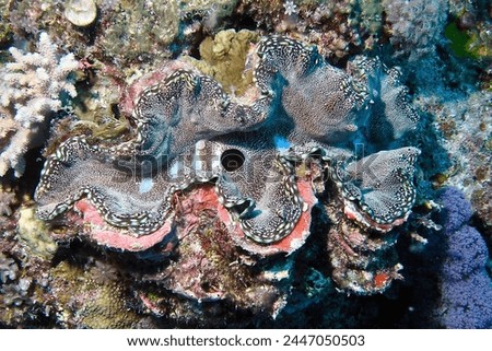 A colorful and patterned Giant Clam (Tridacna gigas) is open and breathing through its siphon in the centre between its two shells.