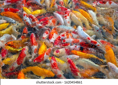 Colorful Patterns Of Crayfish Swimming In The Pond.