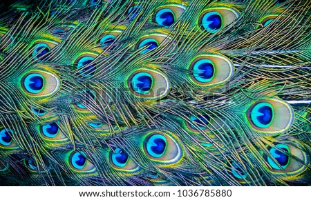 Colorful patterns of thousands of beautiful birds.