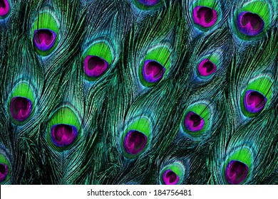 Colorful Peacock Feathers Background 