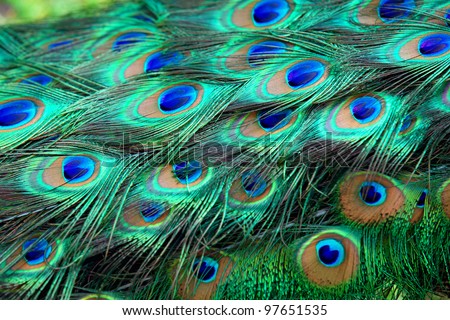 Colorful peacock feathers,Shallow Dof.