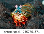 Colorful Peacock Mantis Shrimp (Odontodactylus scyllarus) on a tropical coral reef in Tulamben, Bali, Indonesia