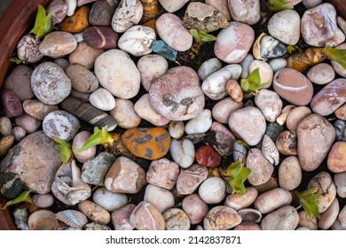 Colorful Pebbles And Flower Sprouts