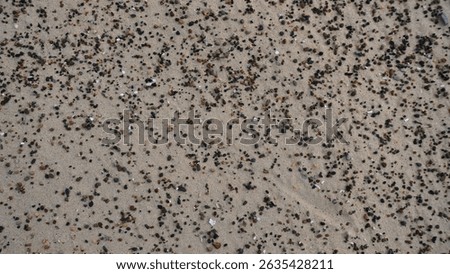 Colorful pebbles and tiny shells scatter across a sandy beach under bright sunlight. The vibrant natural elements create a textured landscape, inviting exploration and observation.