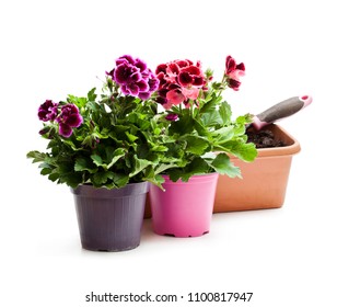Colorful  Pelargonium flowers in flowerpot isolated on white. Ready for planting. 