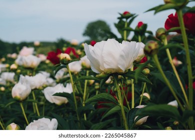 Colorful peony flowers in full bloom in the garden, close up. Summer blooms.