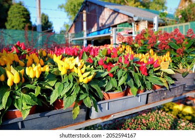 Colorful Pepper Seedlings In A Gardening Shop In Budapest Suburb, Hungary