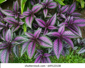 Colorful Persian shield plant.