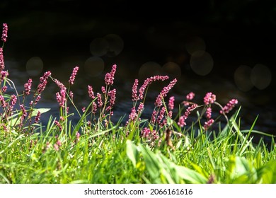 Colorful Persicaria Longiseta, A Species Of Flowering Plant In The Knotweed Family