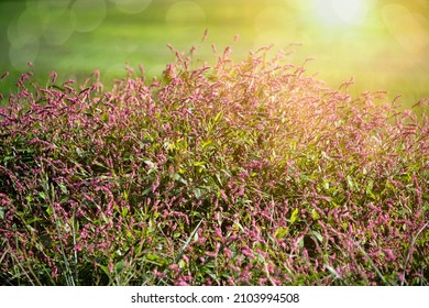 Colorful Persicaria Longiseta, A Species Of Flowering Plant In The Knotweed Family