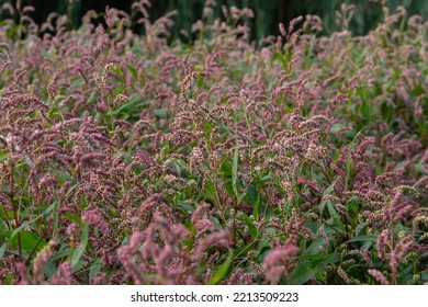 Colorful Persicaria Longiseta, A Species Of Flowering Plant In The Knotweed Family.