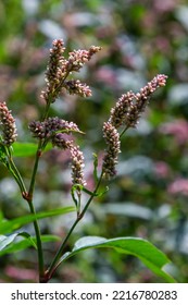 Colorful Persicaria Longiseta, A Species Of Flowering Plant In The Knotweed Family.