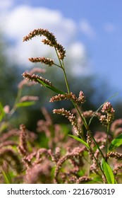 Colorful Persicaria Longiseta, A Species Of Flowering Plant In The Knotweed Family.