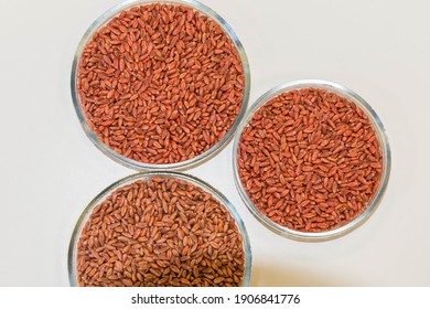 Lab Wheat High Res Stock Images Shutterstock