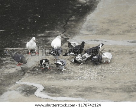 Similar – Image, Stock Photo romantic walk!!! Pigeon