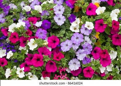 Colorful petunia flowers close up.