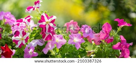 colorful petunia flowers in a garden on a green background