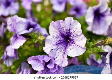 Colorful Petunia Flowers On A Flower Bed